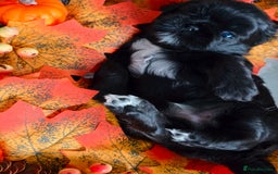 Shih Tzu dogs for sale: Shih tzu puppies - Image 9