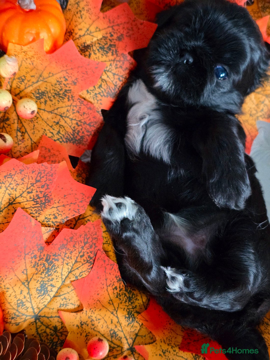 Shih Tzu dogs for sale: Shih tzu puppies - Image 9