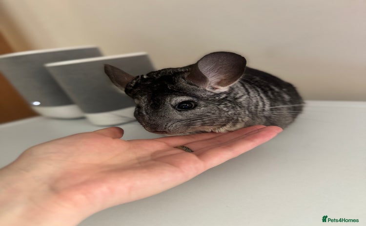 Chinchilla rodents - Advert 3