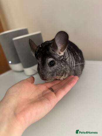 Chinchilla rodents for sale - Advert 1