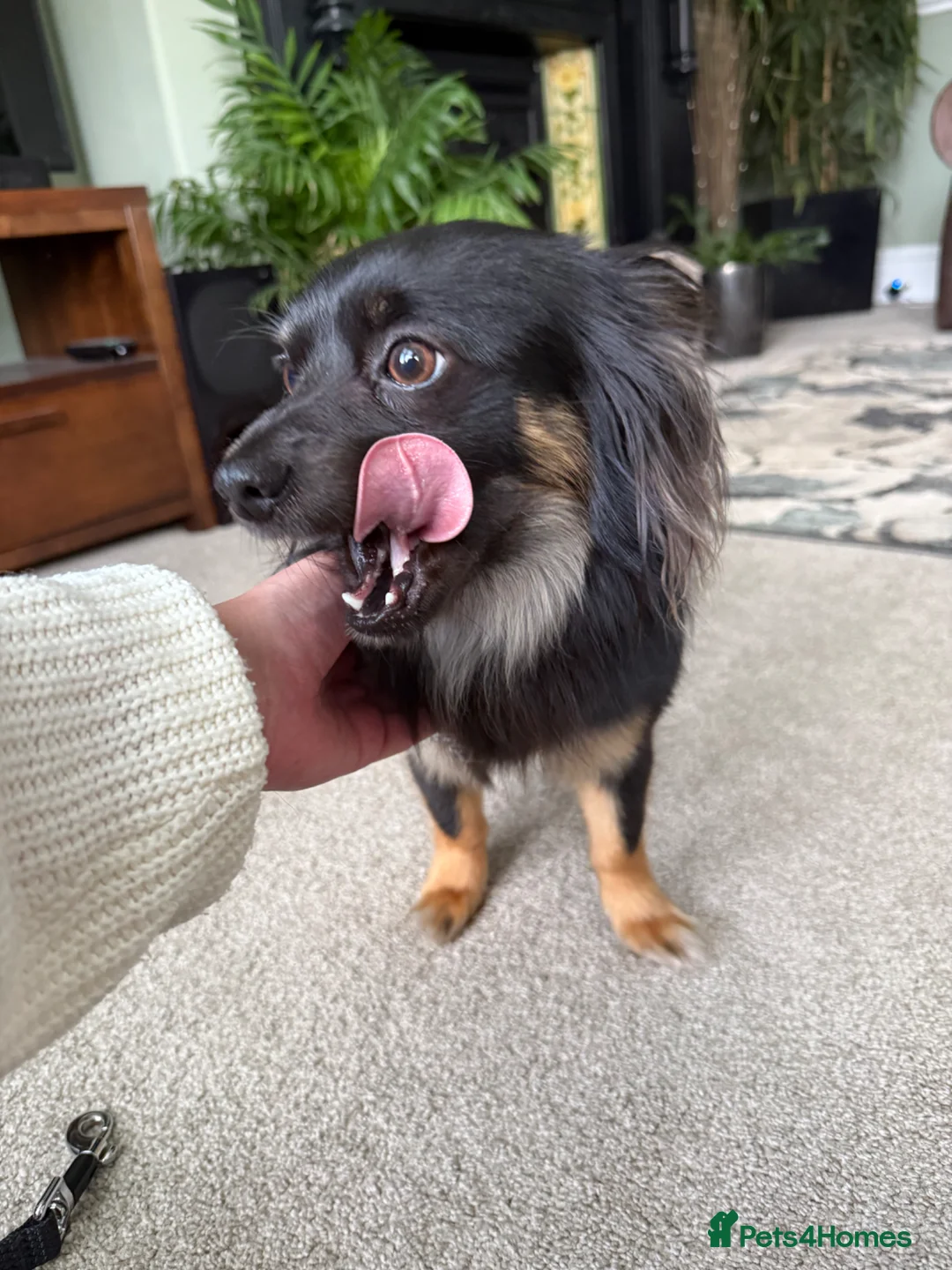 Chihuahua dogs for stud: Long haired chihuahua for stud - Advert 2