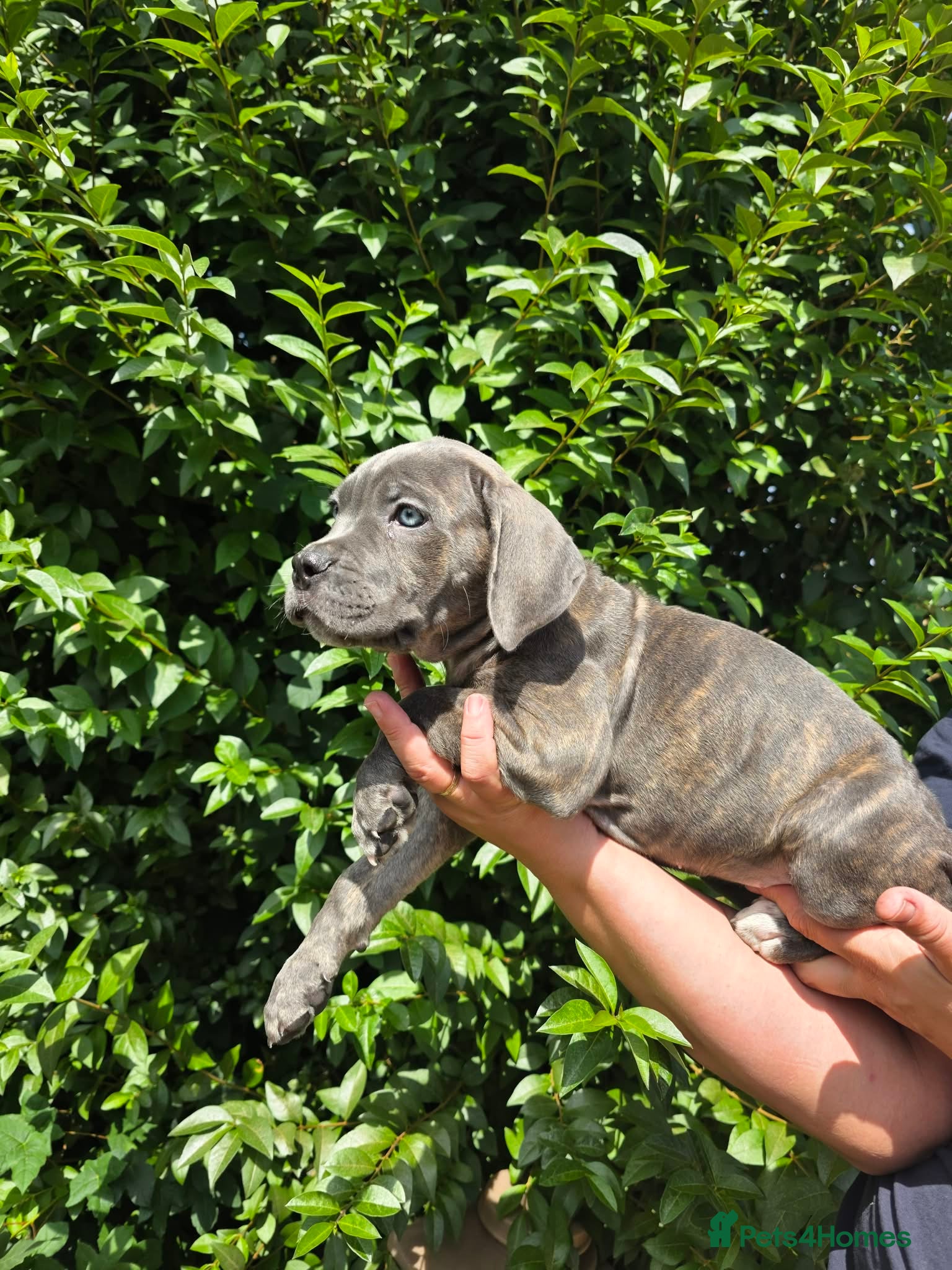 Cane Corso dogs Now ready to leave!🥰 - Advert 1