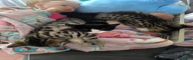 RagaMuffin Kitten 3
