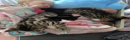 RagaMuffin cats for sale: 3 Male Ragamuffin Kittens - Advert 9