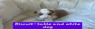 Biscuit