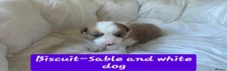 Border Collie dogs for sale: Border collie pups - Advert 16