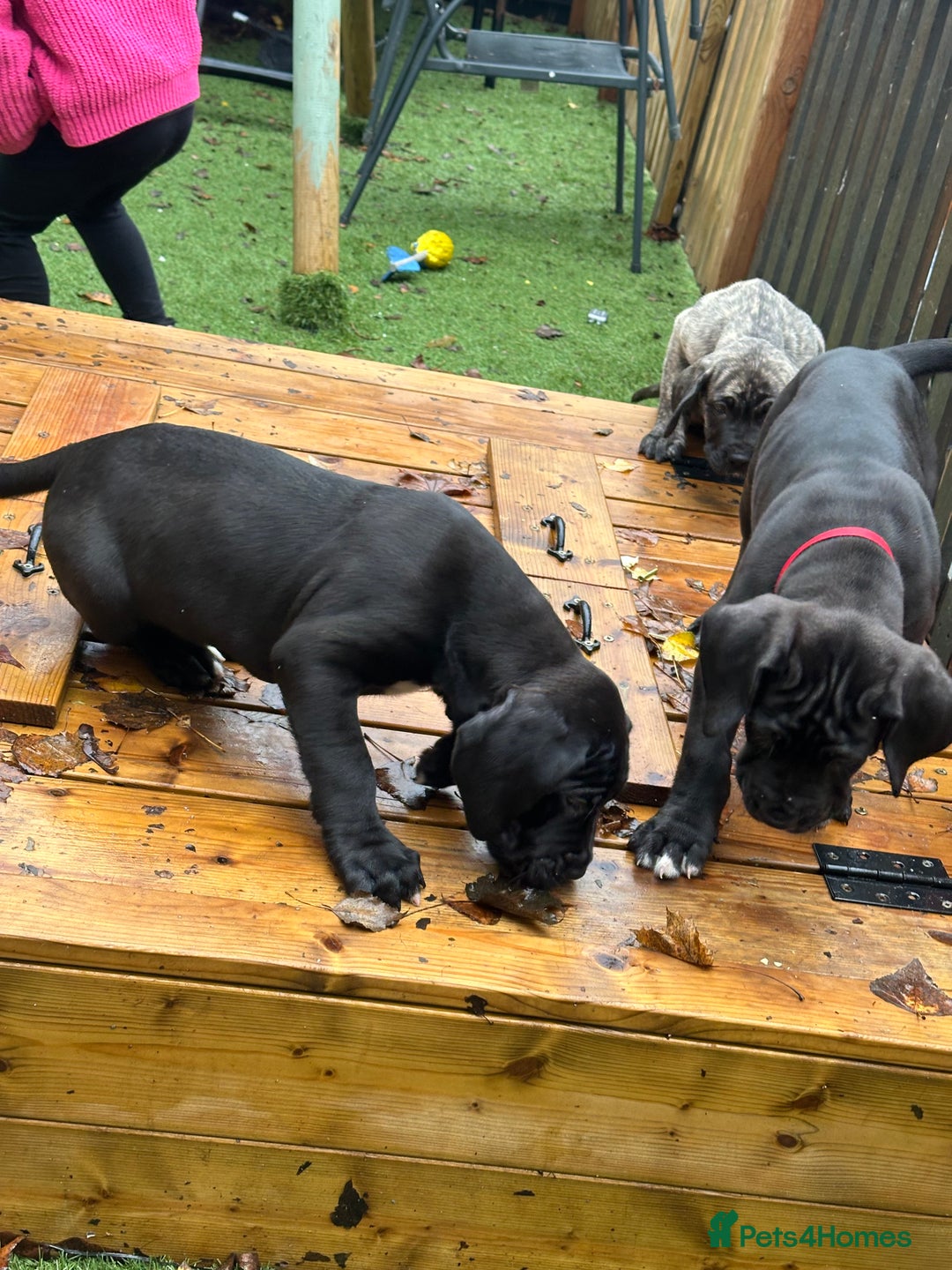 Mixed Breed dogs for sale: Cane corso/Great Dane puppies for sale ✨✨ - Image 23