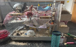 Rat rodents for sale: 2 adorable female rats - Image 4