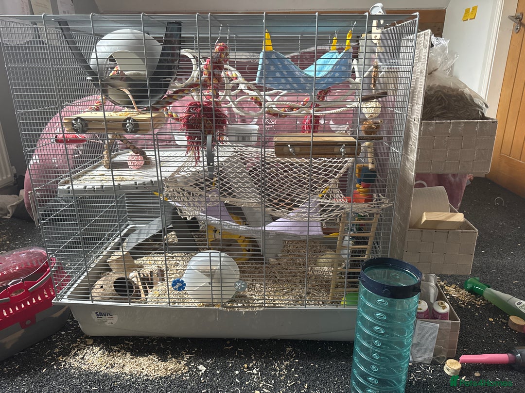 Rat rodents for sale: 2 adorable female rats - Image 4
