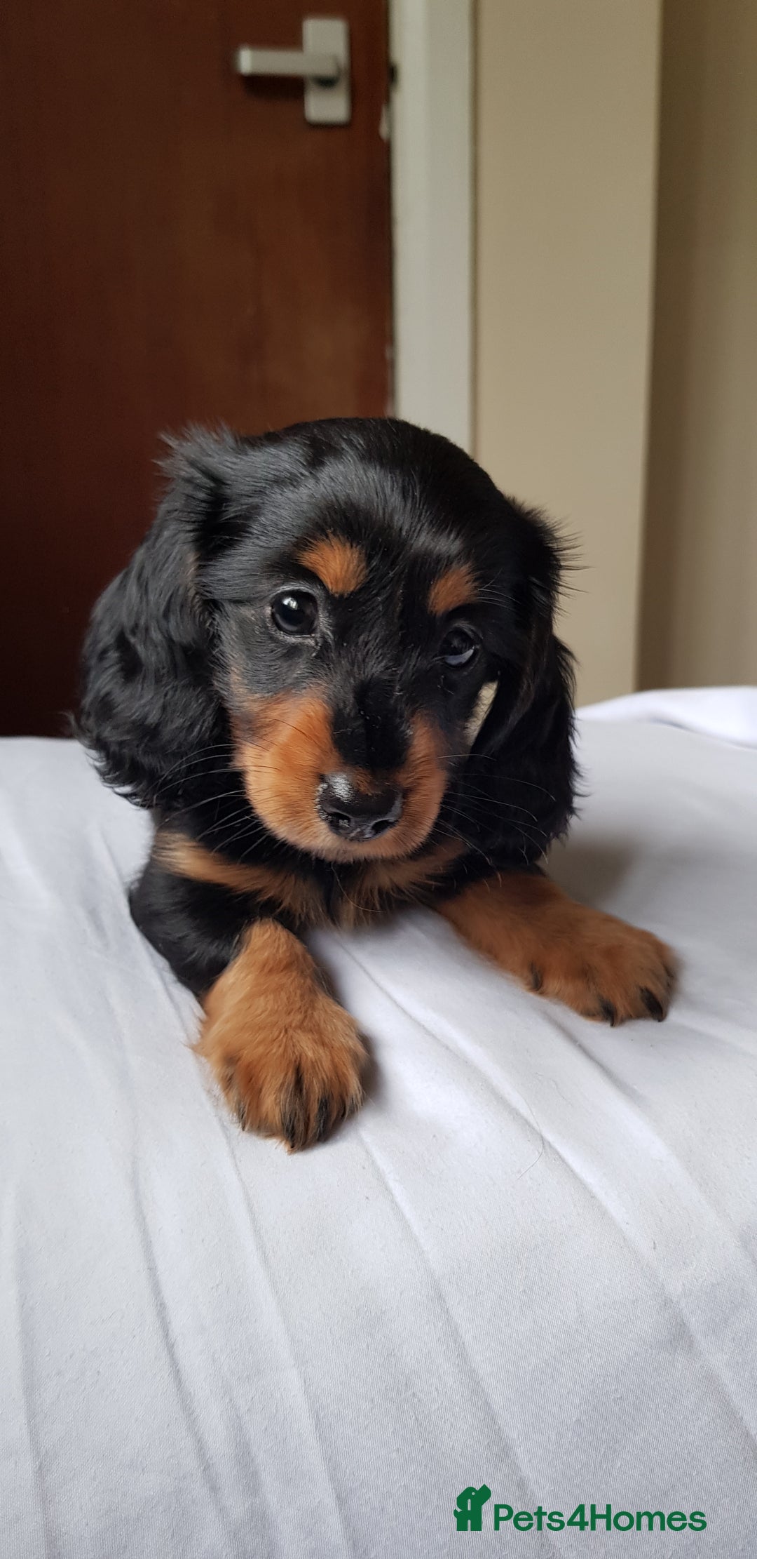 Miniature Dachshund dogs for sale: Miniature longhaired Dashchounds  - Image 13