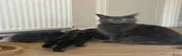 Maine Coon cats for sale: RUSSIAN XL GCCF SMOKE KITTENS - Advert 15