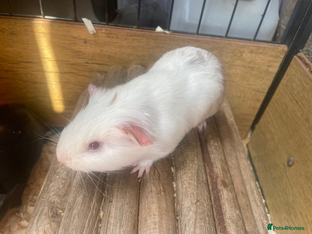 Guinea Pig rodents for sale: Beautiful boy Guinea pigs  - Image 5