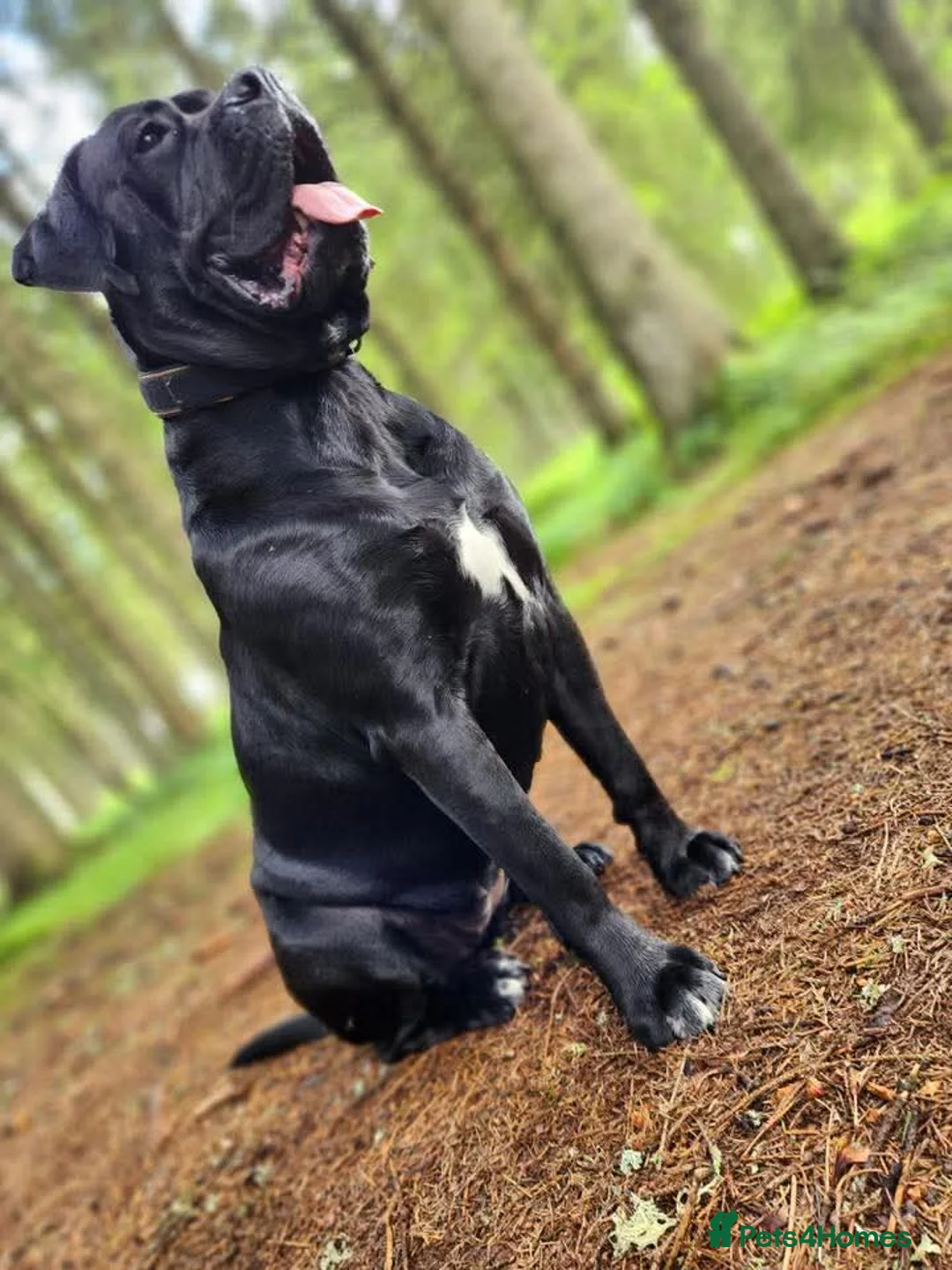 Cane Corso dogs for sale: 3 beautiful, champion blood line cane corsos  - Advert 11