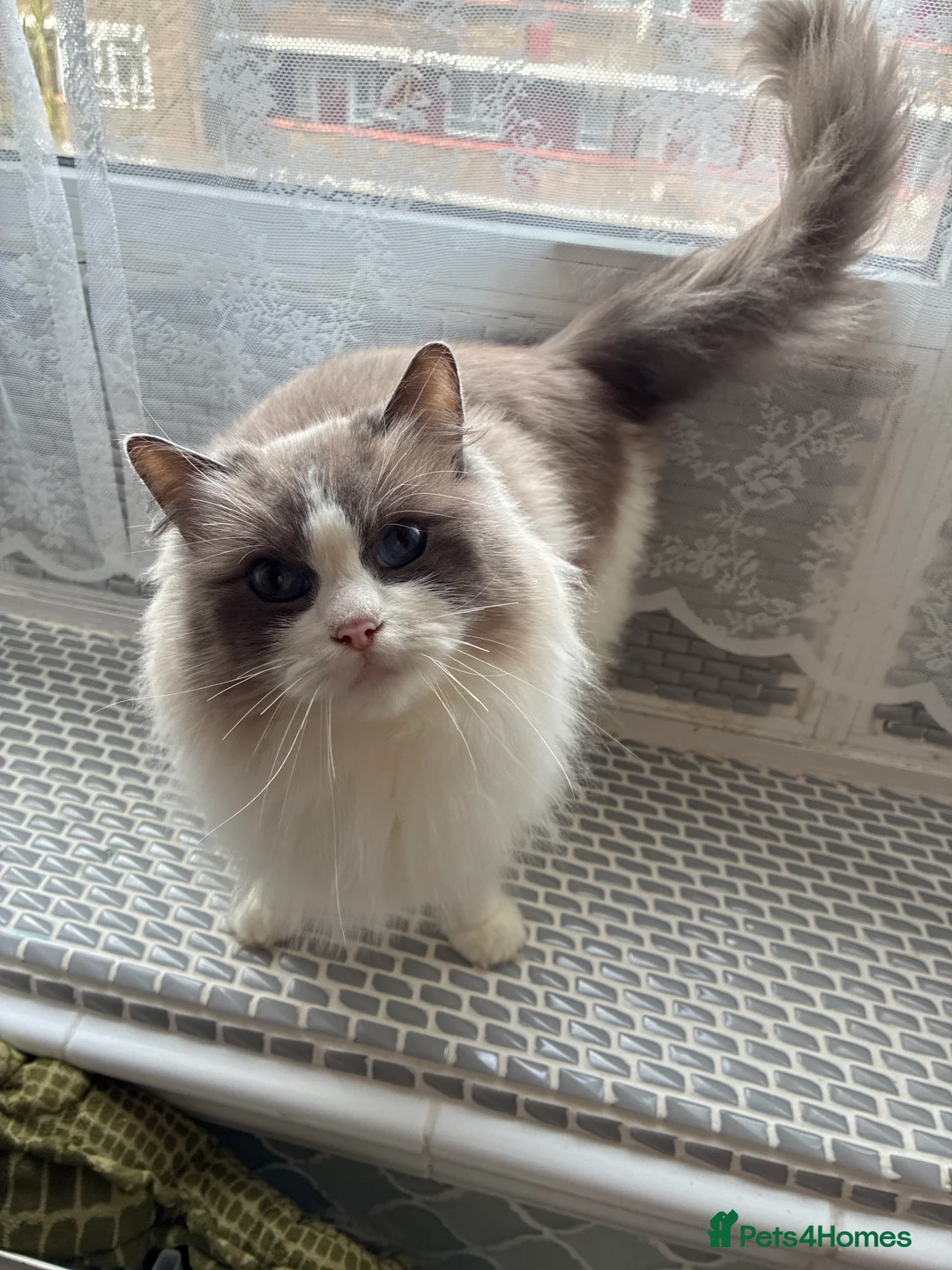 Ragdoll cats for sale: Beautiful ragdoll female cat in London - Advert 1