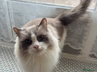 Ragdoll cats Beautiful ragdoll female cat - Advert 1