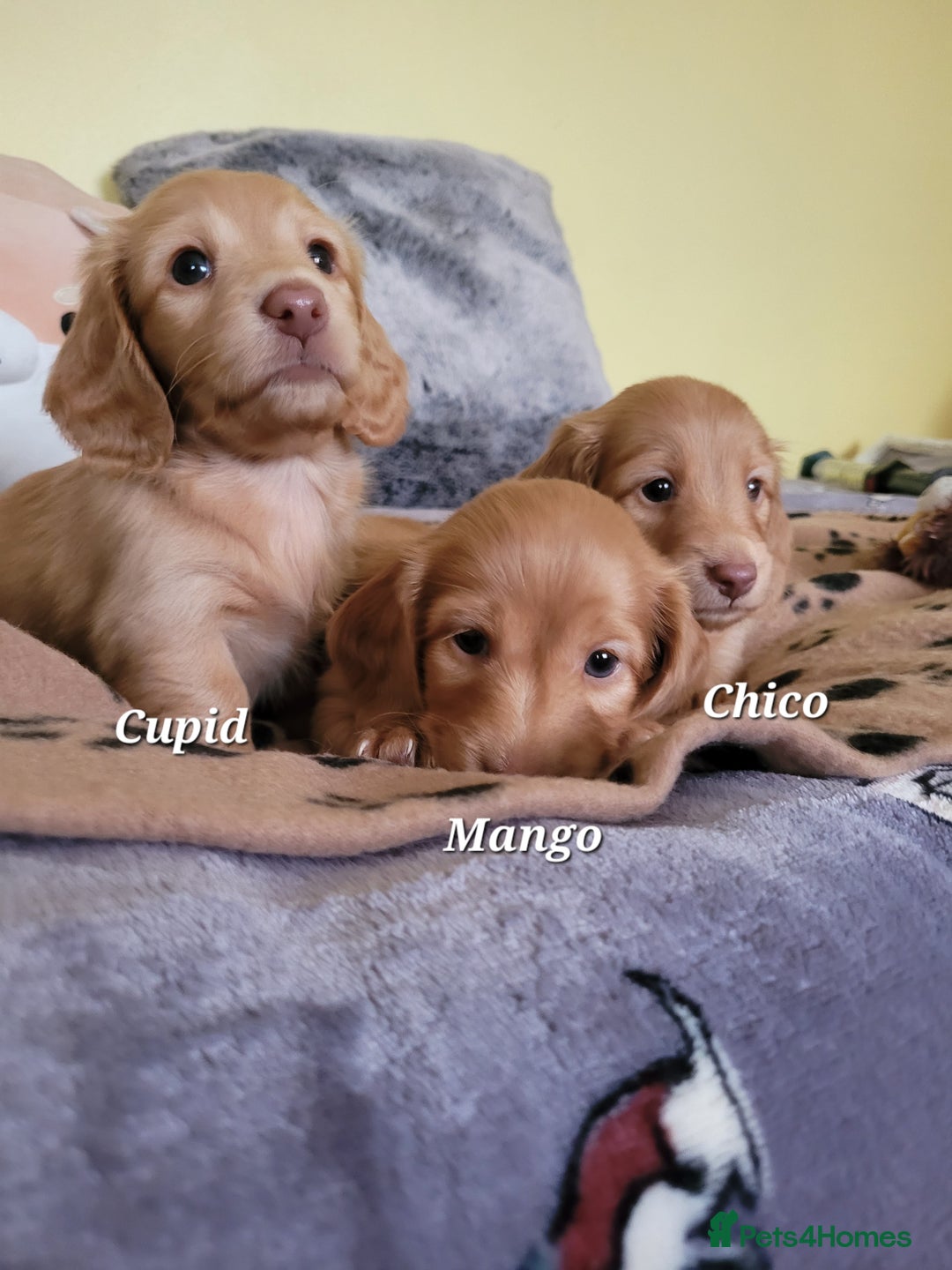 Dachshund dogs for sale: Long Haired KC Miniature Dachshund - Advert 8