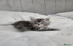 Maine Coon cats for sale: Maine coon kittens ready now  - Image 8