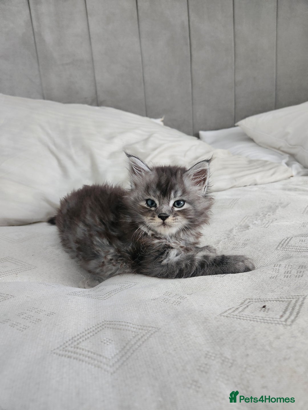 Maine Coon cats for sale: Maine coon kittens ready now  - Image 8