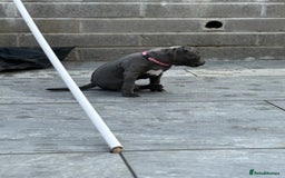 Staffordshire Bull Terrier dogs for sale: REDUCED * Kc registered Staffordshire blue terrier - Image 31