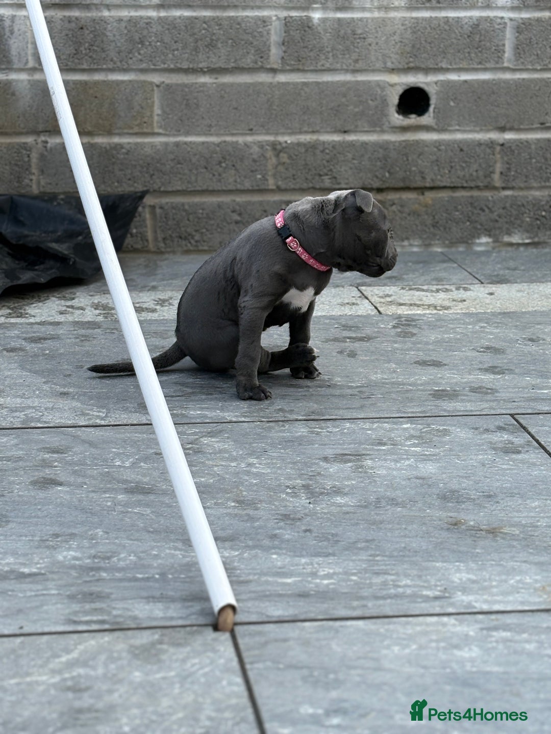 Staffordshire Bull Terrier dogs for sale: REDUCED * Kc registered Staffordshire blue terrier - Image 31