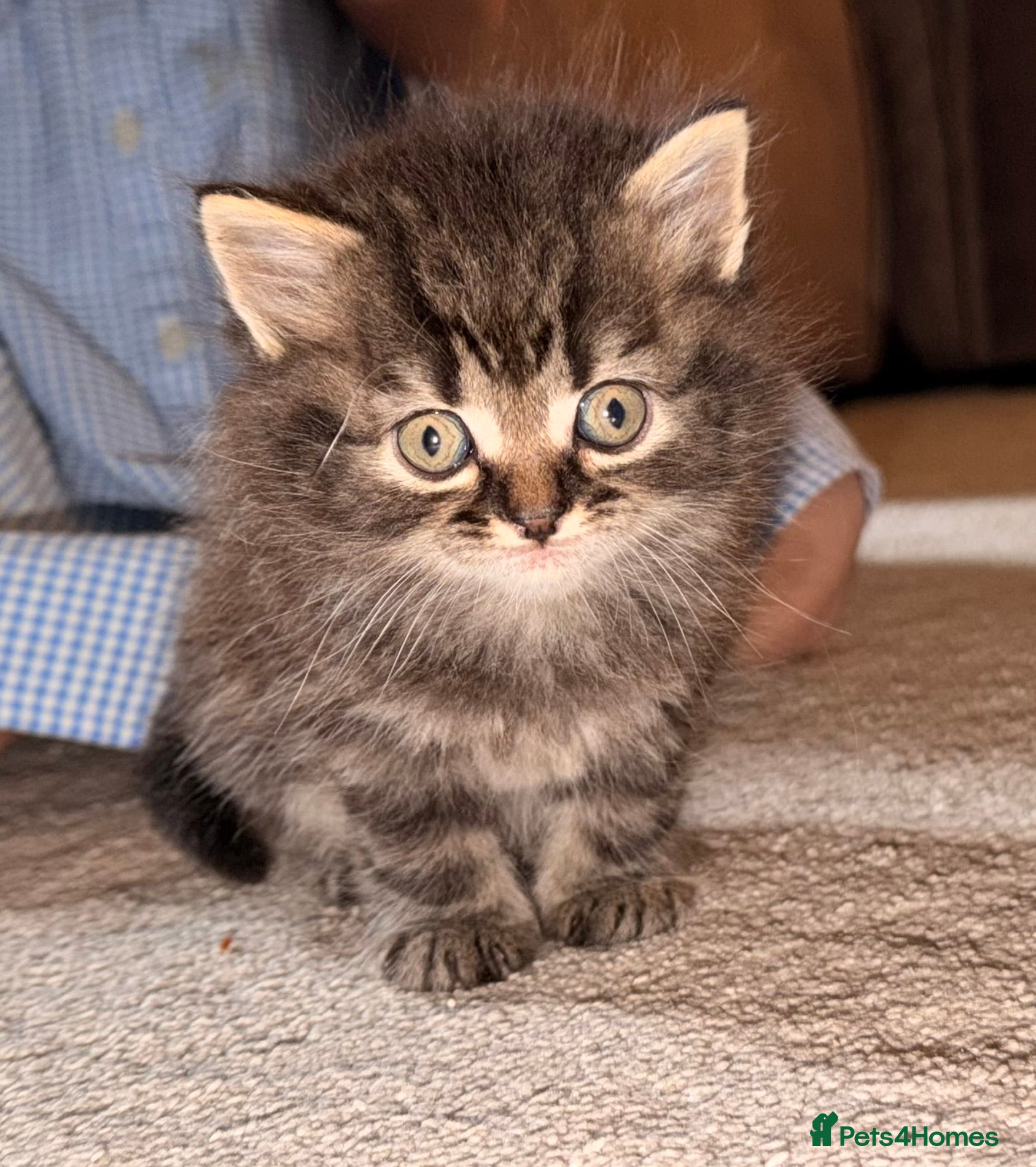 Persian cats READY TO LEAVE- 3 LEFT - Beautiful Persian Kittens - Advert 4