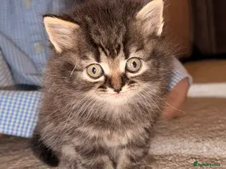 Persian cats READY TO LEAVE- 3 LEFT - Beautiful Persian Kittens - Advert 10