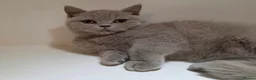 British Shorthair cats for sale: Adorable GCCF REG BSH - ready to leave - Advert 11