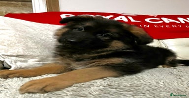 German Shepherd dogs - Advert 12