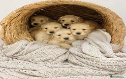 Golden Retriever dogs for sale: 🦮🐕‍🦺golden retriever puppies for sale  🐶 - Image 2