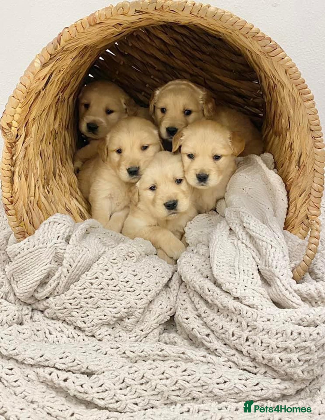 Golden Retriever dogs for sale: 🦮🐕‍🦺golden retriever puppies for sale  🐶 - Image 2