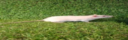Rat rodents for sale: DWARF RATS - Advert 2