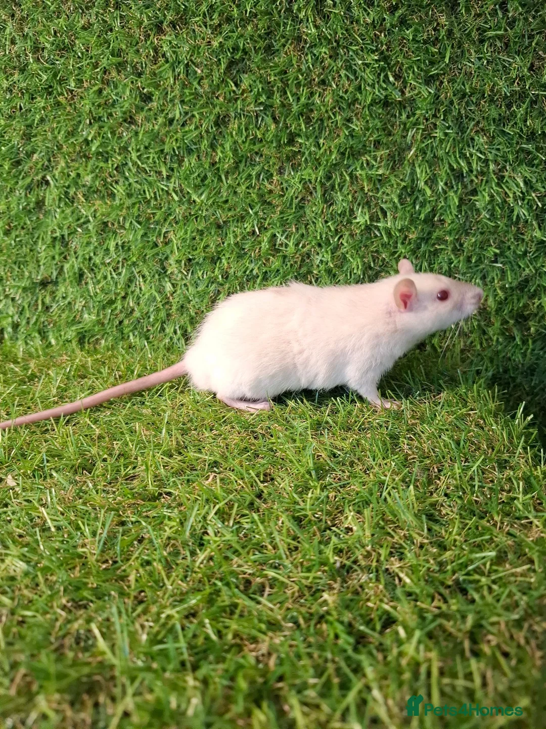 Rat rodents for sale: DWARF RATS - Advert 2
