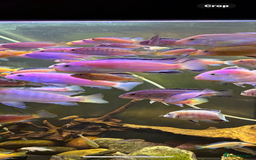 Cichlids fish for sale: Lake Malawi Mbuna African cichlids  - Advert 2