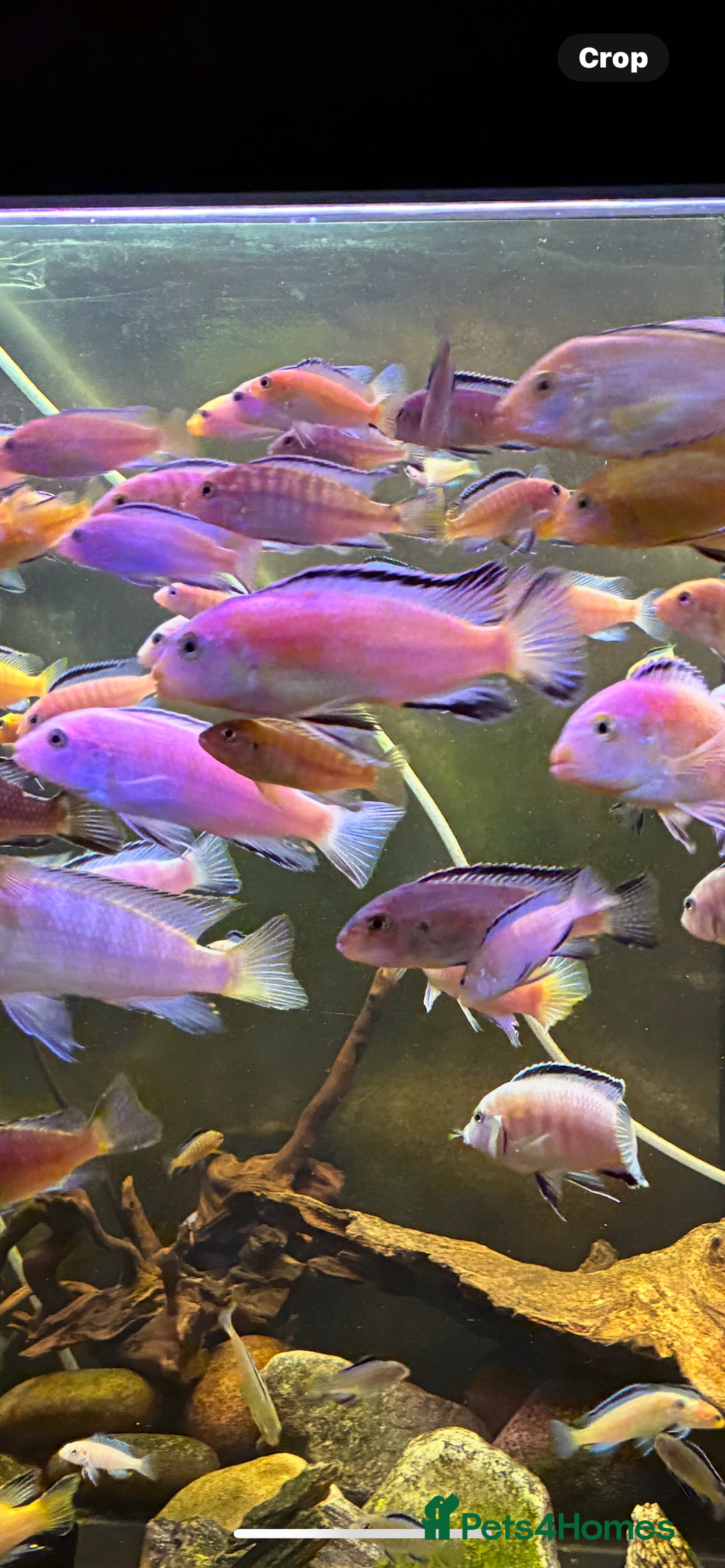 Cichlids fish for sale: Lake Malawi Mbuna African cichlids  - Advert 2