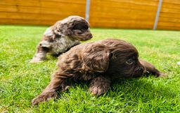 Cockapoo dogs for sale: Chocolate Merle Cockapoo Babies 🐾🐾🐾 - Image 10