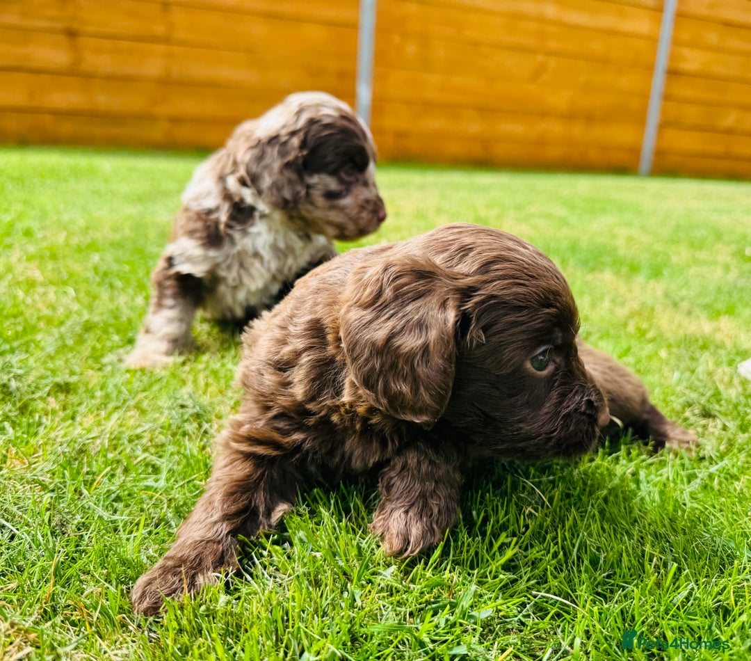 Cockapoo dogs for sale: Chocolate Merle Cockapoo Babies 🐾🐾🐾 - Image 10