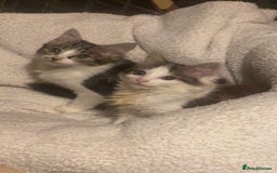 Mixed Breed cats for sale: FOR SALE!! cats and kittens x - Image 13