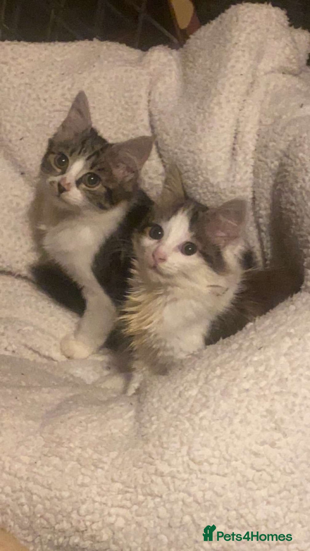 Mixed Breed cats for sale: FOR SALE!! cats and kittens x - Image 13