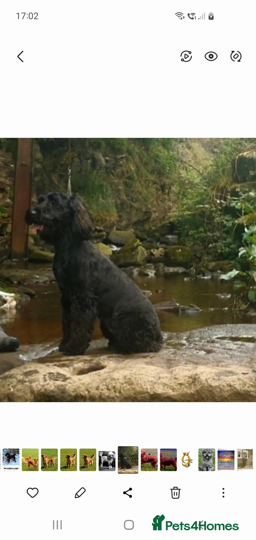 Mixed Breed dogs for sale: STUNNING RARE COLOURS F1B GOLDENDOODLE LITTER - Advert 12