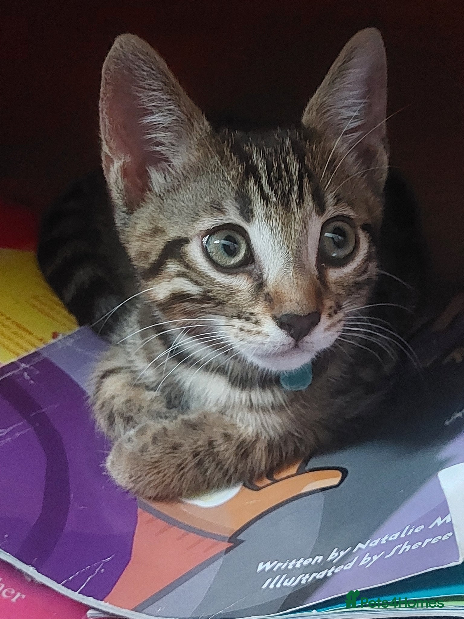 Mixed Breed Kitten 1