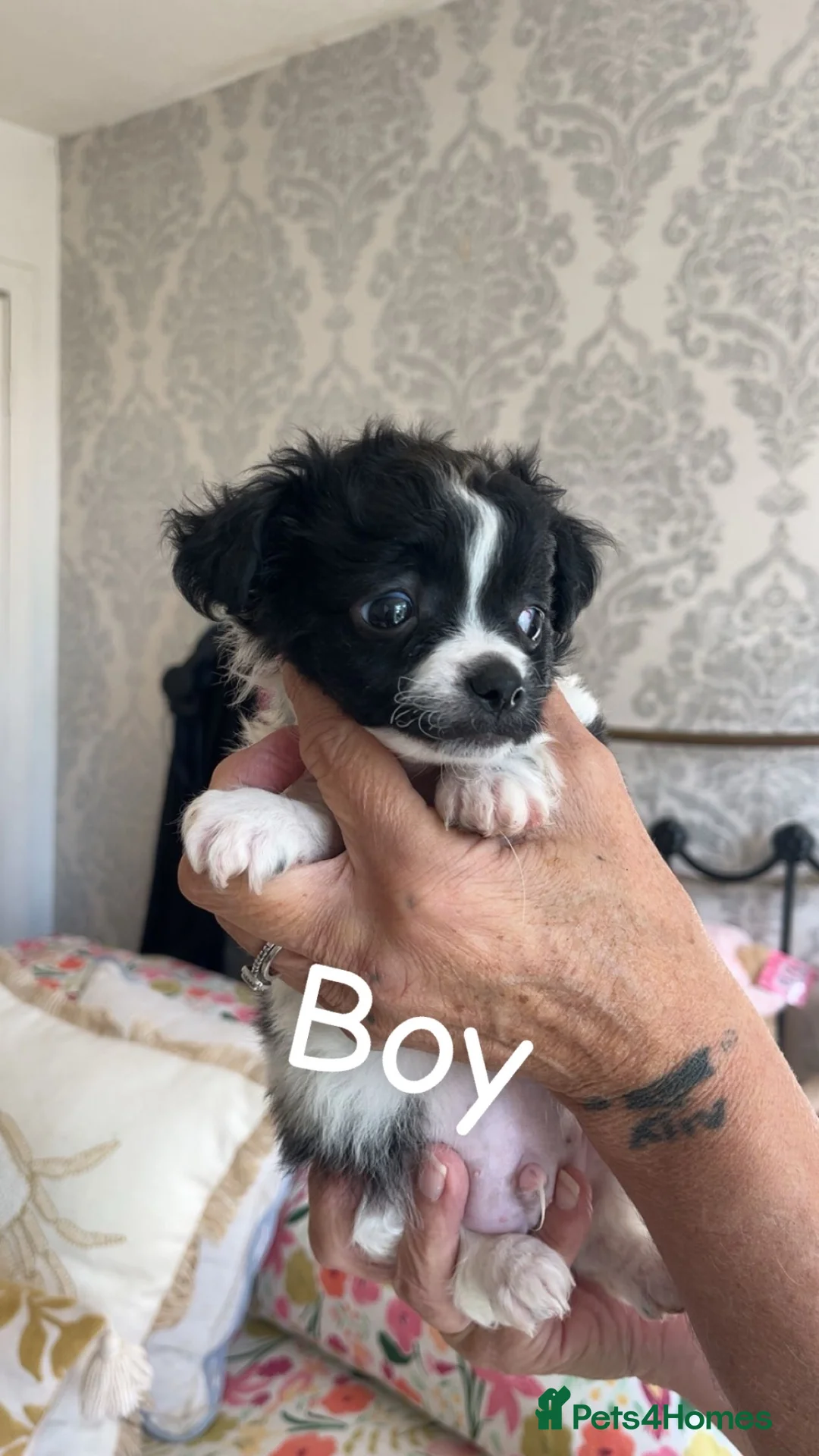 Mixed Breed dogs for sale: Beautiful pups  - Advert 6