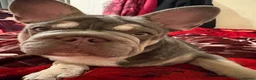 French Bulldog dogs for sale: Female  **  carry’s fluffy French bulldog  in Birkenhead - Advert 13