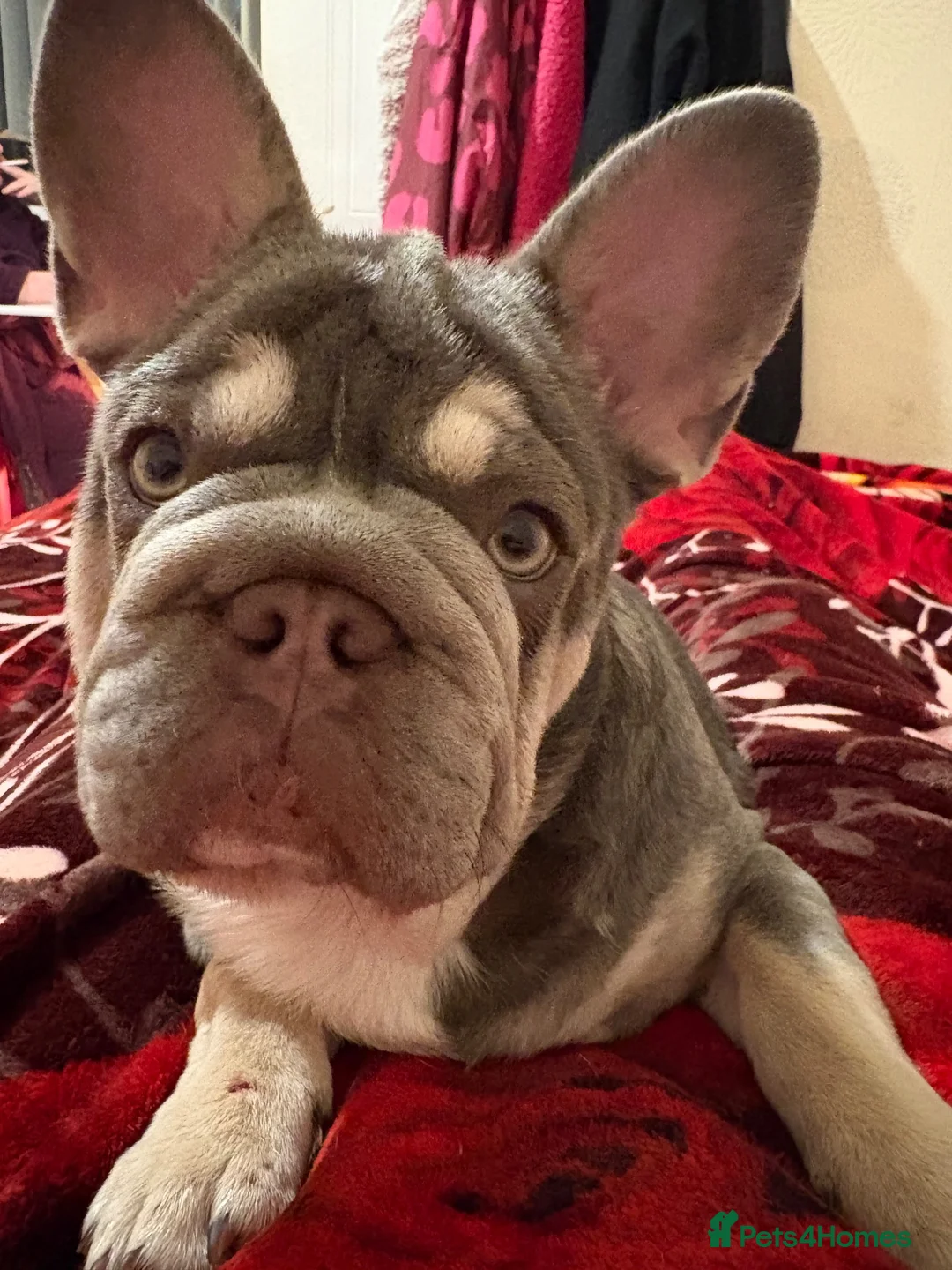 French Bulldog dogs for sale: Female  **  carry’s fluffy French bulldog  in Birkenhead - Advert 13
