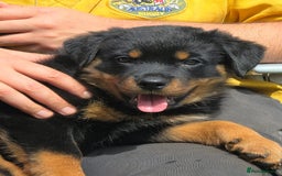 Mixed Breed dogs for sale: Rottweiler x German Shepherd pups ready to go  - Image 10