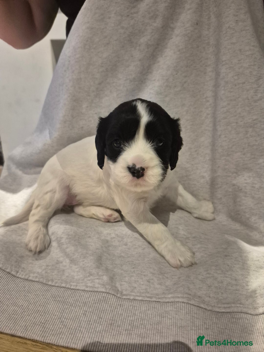 English Springer Spaniel dogs for sale: Springer pups - Image 5