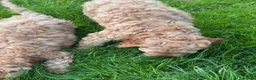 Cockapoo dogs for sale: Red & Apricot Cockapoo Puppies in Airdrie - Advert 19