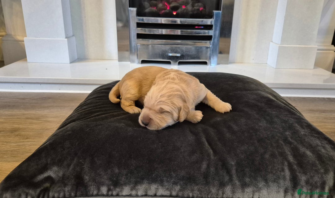 Golden Retriever dogs for sale: Festive Golden Retriever Puppies! - Advert 3