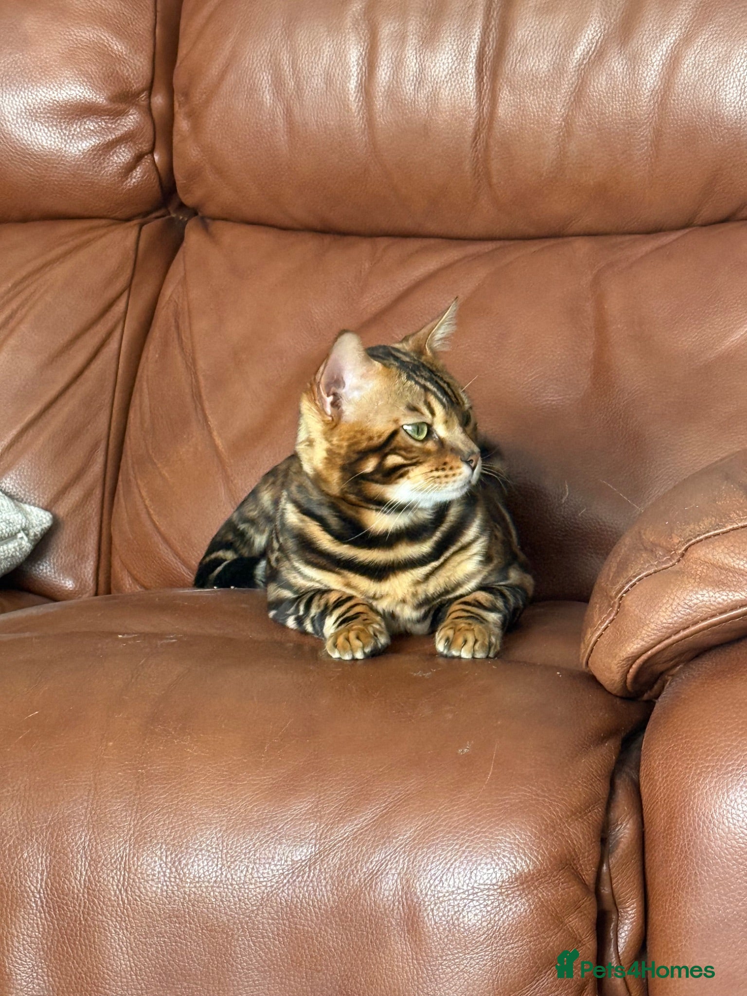 Bengal cats Beautiful TICA Registered Bengal - Advert 1