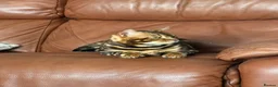 Bengal cats for sale: Beautiful TICA Registered Bengal - Advert 1