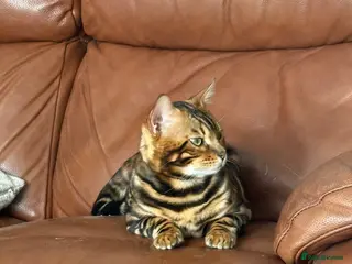Bengal cats Beautiful TICA Registered Bengal - Advert 1